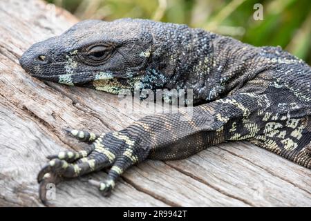 The lace monitor (Varanus varius) is a member of the monitor lizard family native to eastern Australia. It is monotypic; no subspecies are recognised. Stock Photo