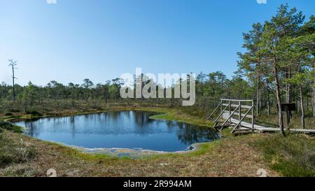 bog landscape, spring-colored bog vegetation, small bog lakes, islands covered with small bog pines, grass, moss, peat islands in a large basin system Stock Photo