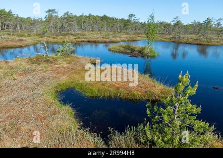 bog landscape, spring-colored bog vegetation, small bog lakes, islands covered with small bog pines, grass, moss, peat islands in a large basin system Stock Photo