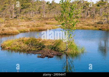 bog landscape, spring-colored bog vegetation, small bog lakes, islands covered with small bog pines, grass, moss, peat islands in a large basin system Stock Photo