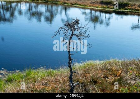 bog landscape, spring-colored bog vegetation, small bog lakes, islands covered with small bog pines, grass, moss, peat islands in a large basin system Stock Photo