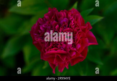 purple peony (Paeonia) in full bloom Stock Photo