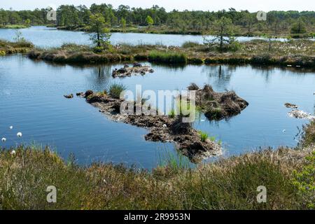 bog landscape, spring-colored bog vegetation, small bog lakes, islands covered with small bog pines, grass, moss, peat islands in a large basin system Stock Photo