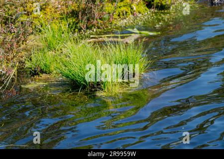 bog landscape, spring-colored bog vegetation, small bog lakes, islands covered with small bog pines, grass, moss, peat islands in a large basin system Stock Photo