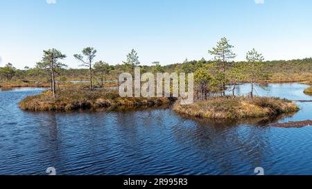 bog landscape, spring-colored bog vegetation, small bog lakes, islands covered with small bog pines, grass, moss, peat islands in a large basin system Stock Photo