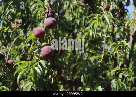 Ripe peaches on tree branch in orchard. Stock Photo