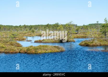 bog landscape, spring-colored bog vegetation, small bog lakes, islands covered with small bog pines, grass, moss, peat islands in a large basin system Stock Photo