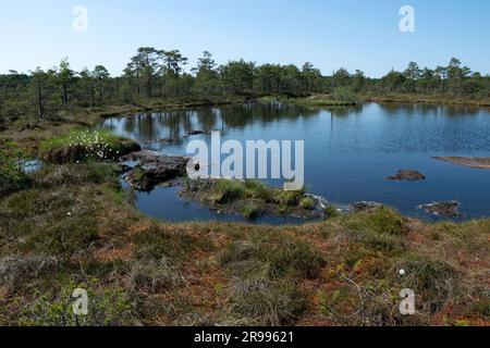 bog landscape, spring-colored bog vegetation, small bog lakes, islands covered with small bog pines, grass, moss, peat islands in a large basin system Stock Photo