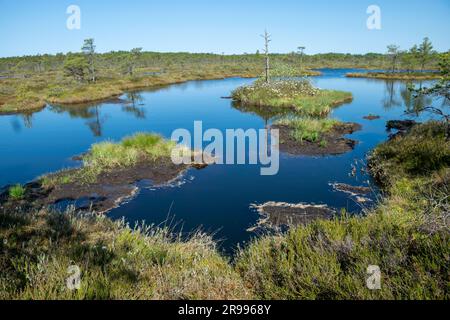 bog landscape, spring-colored bog vegetation, small bog lakes, islands covered with small bog pines, grass, moss, peat islands in a large basin system Stock Photo