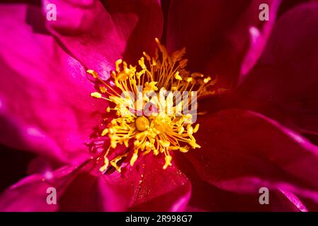 Close-up of pink blossom with yellow stamens of the common peony Paeonia in sunlight Stock Photo