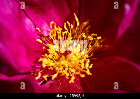 Close-up of pink blossom with yellow stamens of the common peony Paeonia in sunlight Stock Photo