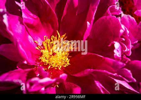 Close-up of pink blossom with yellow stamens of the common peony Paeonia in sunlight Stock Photo