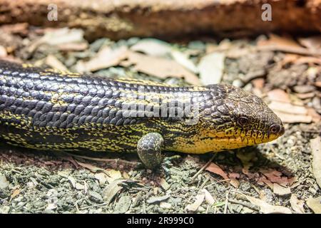 The blotched blue-tongued lizard (Tiliqua nigrolutea) is a blue-tongued skink endemic to south-eastern Australia.  With a robust body Stock Photo