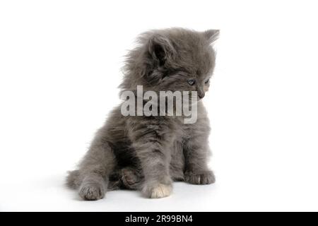 Sitting gray, fluffy kitten on white background Stock Photo