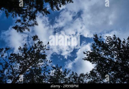 Dark treetops against background white clouds and blue sky Stock Photo
