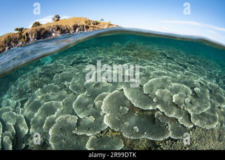 Reef-building corals thrive on a biodiverse reef in Komodo National Park, Indonesia. This region is home to extraordinary marine biodiversity. Stock Photo