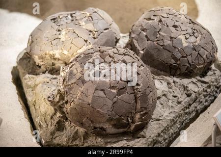 the   dinosaur egg in global gallery National Museum of Nature and Science. these may belong to Hypselosaurus priscus (highest lizard). Stock Photo