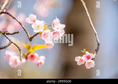 the closeup image of Cherry blossom in Ueno Park of Tokyo Japan. Home to over one thousand cherry trees. Stock Photo