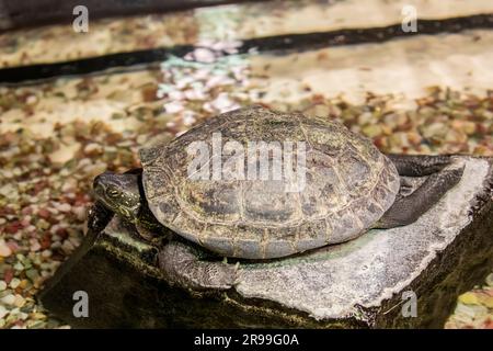 Chinese pond turtle (Mauremys reevesii) is a species of turtle in the family Geoemydidae. The species is native to East Asia. Stock Photo
