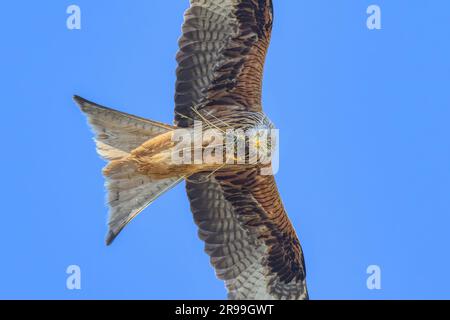 European black kite, Milvus m. migrans, flying with spread wings down looking for prey, top side view, a bird of prey in the family Accipitridae Stock Photo