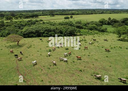 Growing farm animals theme. Different colors cows on meadow aerial drone view Stock Photo