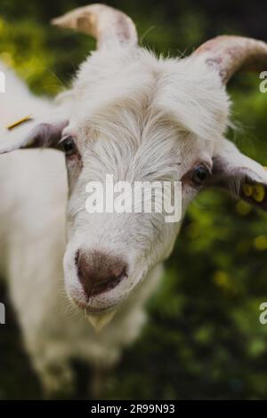 Eid -ul adha goat sheep qurbani animal White goats in a meadow of a goat farm. White goats in summer vibes Stock Photo