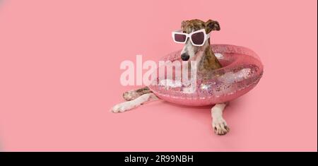 Funny greyhound puppy dog summer inside of a confetti inflatable ring. Isolated on pink pastel background Stock Photo