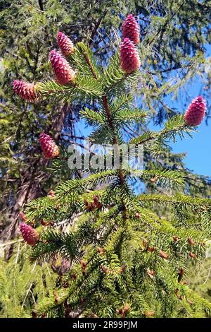 European spruce blooming branch with young female cones Stock Photo