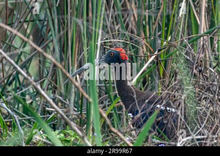 Red-naped ibis (Pseudibis papillosa) also known as the Indian black ibis or black ibis, a species of ibis found in the plains of the Indian Subcontine Stock Photo