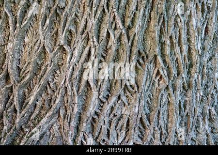 Natural walnut tree bark texture. Natural tree background Stock Photo