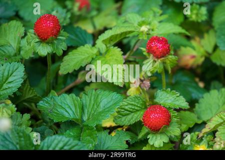 Red strawberry in the forest. Wild berries in the forest. Mock strawberry or Indian strawberry Stock Photo