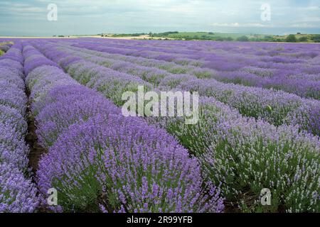 A lavender field in the region of Chirpan, Bulgaria in the beginning of June when the flowers begin to bloom Stock Photo
