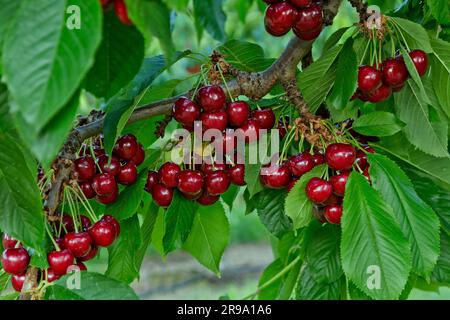 Royal Brooks Cherries maturing on branch  'Prunus avium',   Washington. Stock Photo