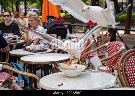 Common gull, Larus canus, and lesser black-backed gull, Larus fuscus, fighting over leftovers at Pohjoisesplanadi outdoor café in Helsinki, Finland Stock Photo
