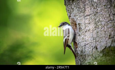 European Pied Flycatcher Ficedula hypoleuca carries food to the nest for the young, the best photo. Stock Photo