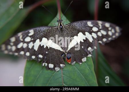 A closeup of a citrus swallowtail butterfly on a leaf in a field Stock Photo