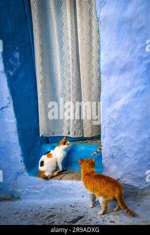 Cats carefully intrude through a curtained doorway for a likely snack, cats are feed and revered in the blue city, Chefchaouen, Morocco. Stock Photo