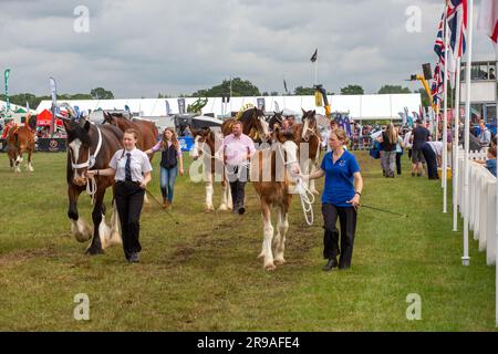 Heavy horses in the show ring at the Royal Cheshire agricultural show of June 2023 at the Tabley showground Stock Photo