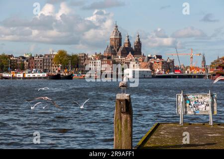 Amsterdam, NL - OCT 11, 2021: Seagull standing on pier with the view of the Basilica of Saint Nicholas in Amsterdam, Netherlands. Stock Photo
