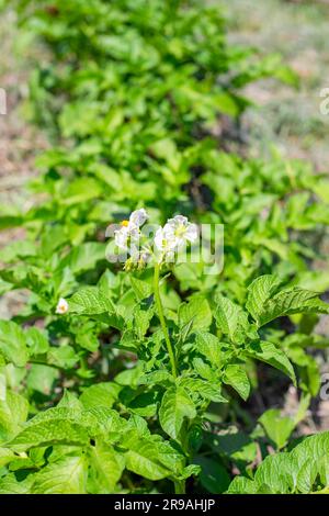 garden bed with growing green flowering tops of potatoes on a summer sunny day. Growing vegetables in the garden. Stock Photo