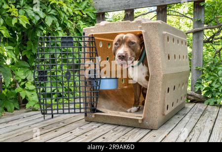 red nose pit bull dog in his travel kennel on a wooden backyard patio Stock Photo