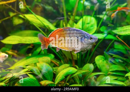 Boeseman's rainbowfish, Melanotaenia boesemani swimming in aquarium water wtih green algae. Fresh water fish for aquarium hobby. Aquatic organism, und Stock Photo