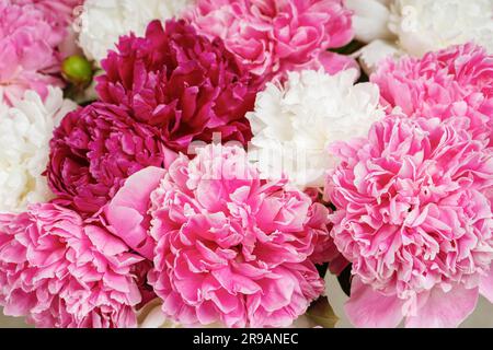 Pink and white peony flowers close up background. Wallpaper, backdrop, banner, header copy space Stock Photo