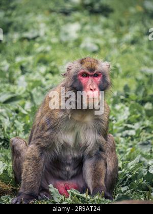 Red faced Japanese snow monkey male sitting looking in the grass in a zoo in Austria, Villach, Carinthia Stock Photo