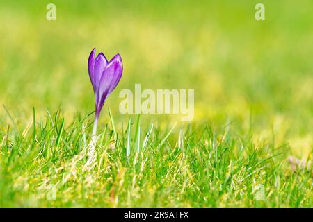 Purple crocus flower on a green lawn in the spring blooming on a sunny day Stock Photo