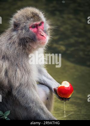 Japanese snow monkey sitting at a lake eating an apple looking away from camera in a zoo in Landskron, Villach, Austria, Carinthia Stock Photo