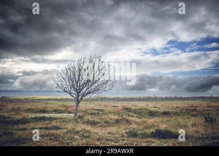 Lonely tree without leaves on a meadow by the se under a dramatic sky Stock Photo