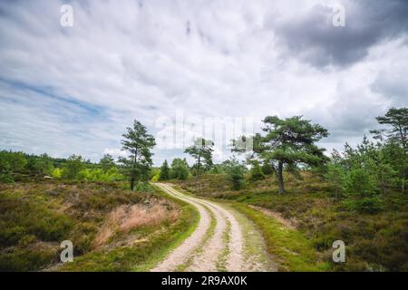 Dirt road in a wilderness landscape in cloudy weather with trees on the roadside Stock Photo