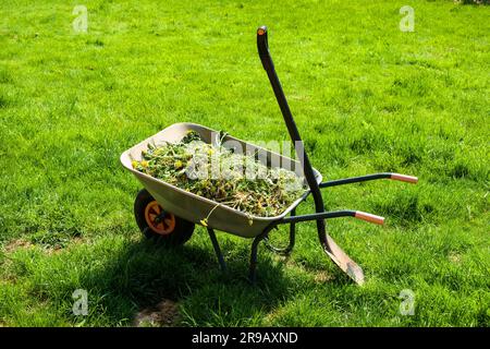 Wheelbarrow filled with weed in garden Stock Photo