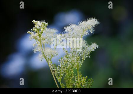 Filipendula ulmaria flowering meadowsweet against green blurry Background Stock Photo